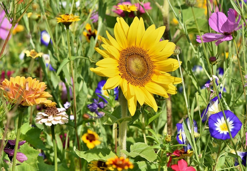 Gardening Event