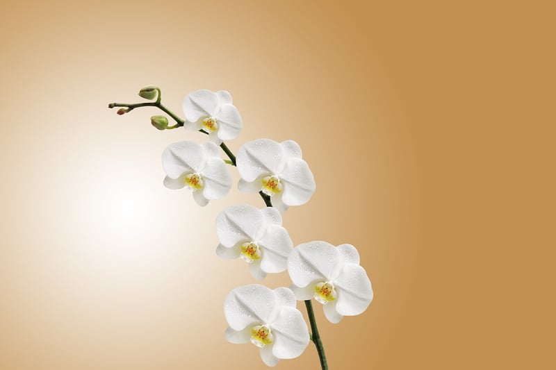 Orchids